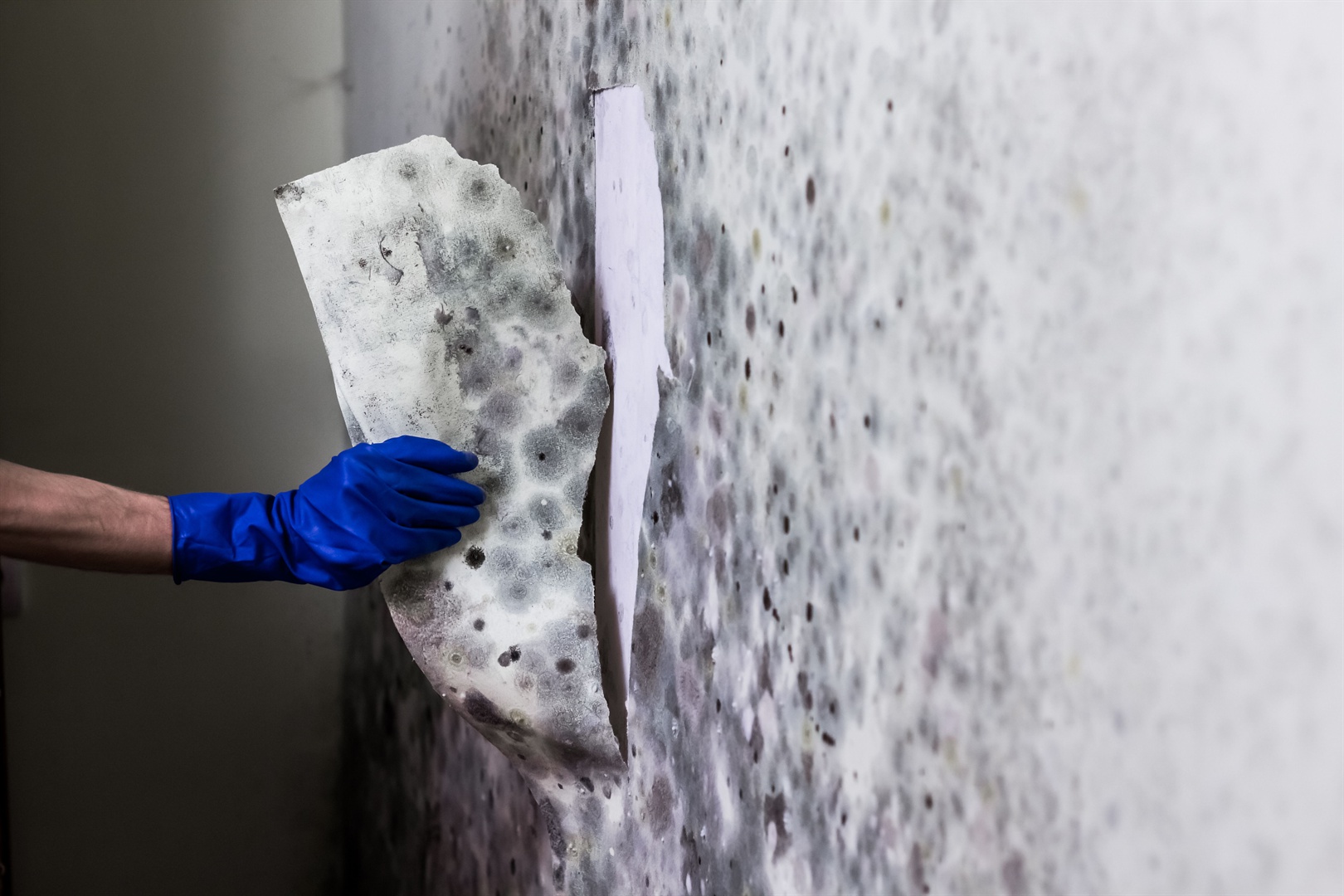 Mold Removal Service - Get It Done Restoration