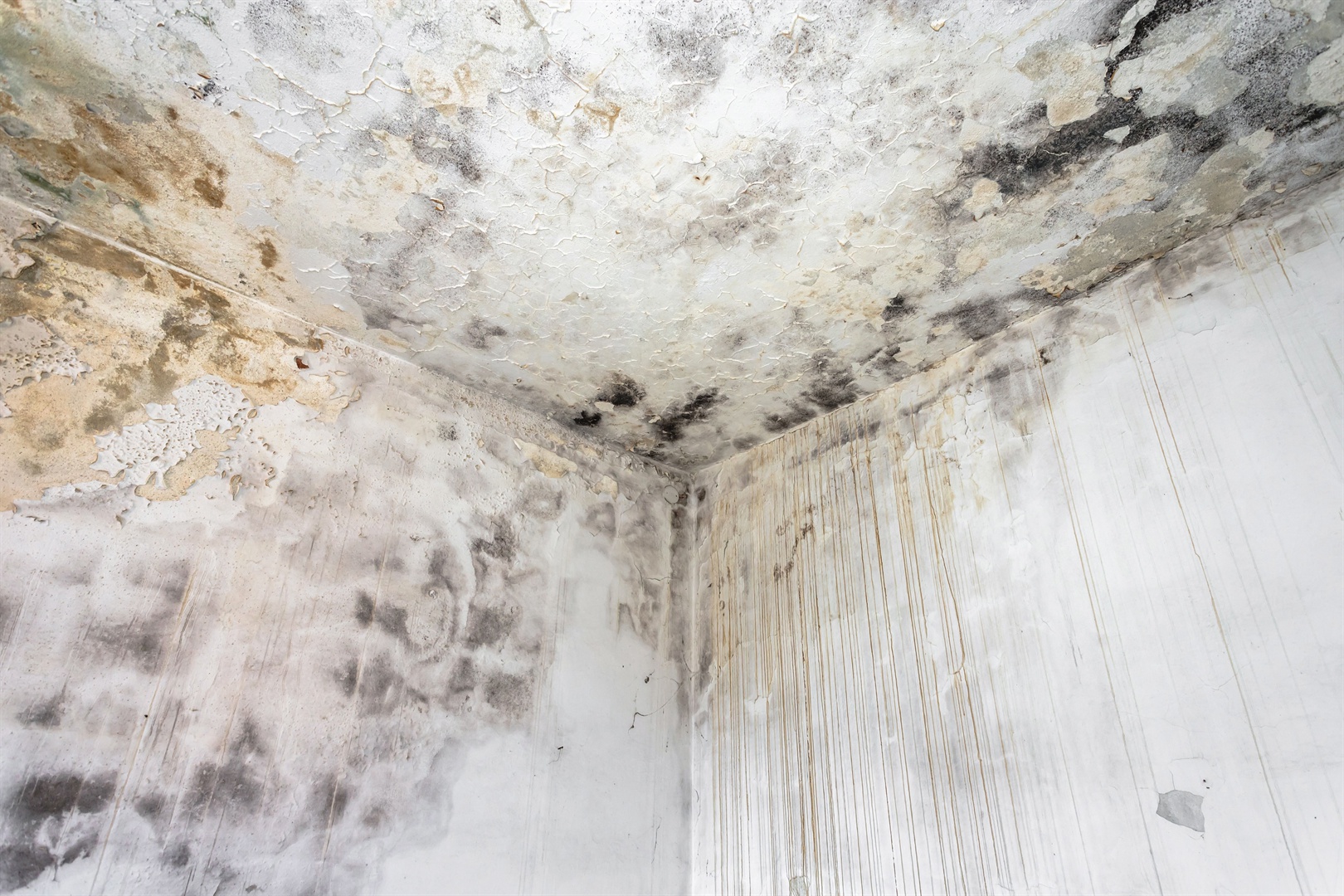 fungal-mold-on-an-interior-wall