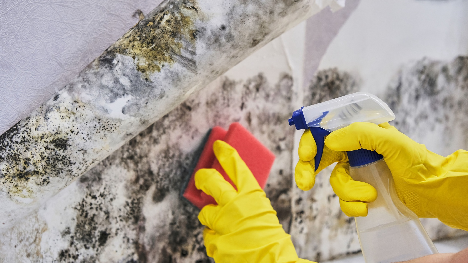 Black Mold Removal: Why You Should Never DIY?